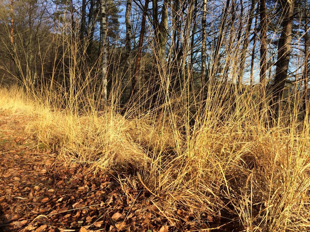 Un Gite Dans La Vallee Obersteinbach エクステリア 写真