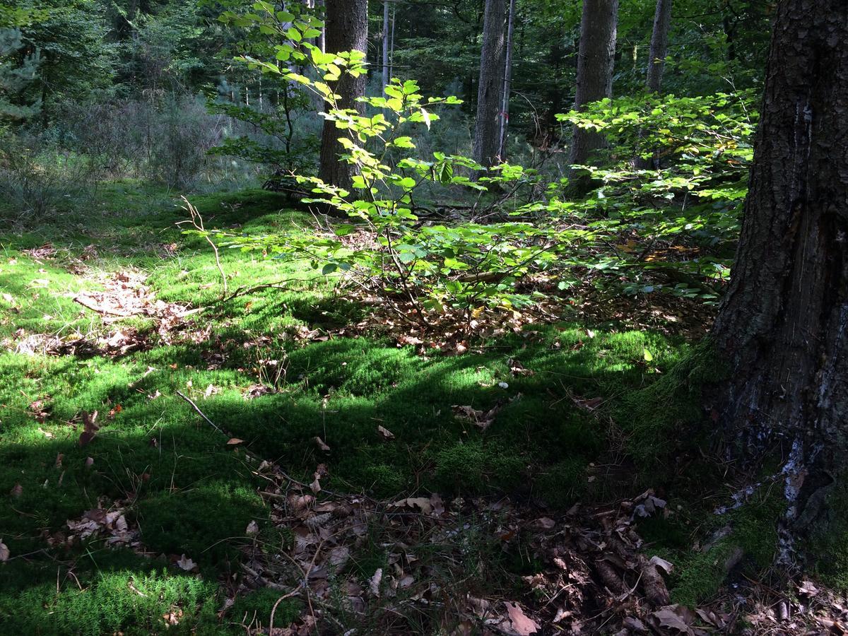 Un Gite Dans La Vallee Obersteinbach エクステリア 写真
